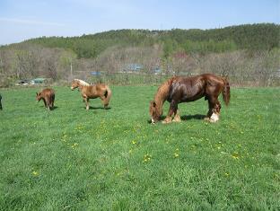 放牧された馬の様子の写真