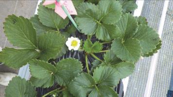 開花始めのいちごの花の写真