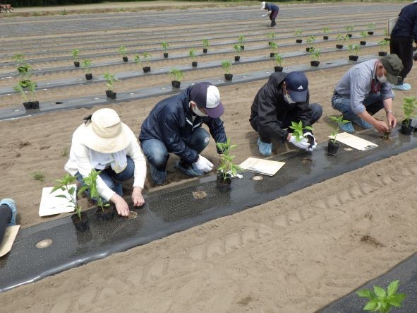 ピーマンの定植作業を体験