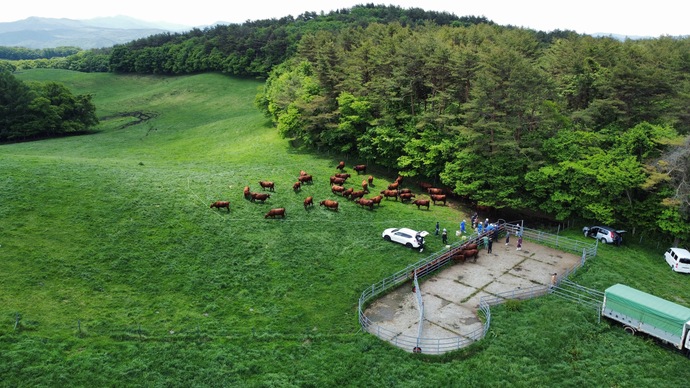 短角牛のドローン空撮