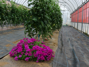 開口部に赤色防虫ネットを展張し畦端に温存植物バーベナを植栽したトマトハウスの写真