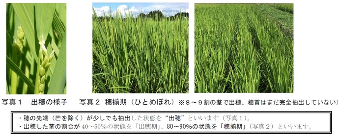 農作物技術情報 第5号 水稲（令和4年7月28日発行）｜いわてアグリベンチャーネット