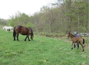 放牧後青草を食む馬の写真