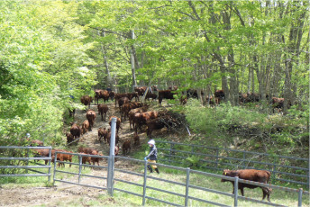 山に放牧された牛の写真