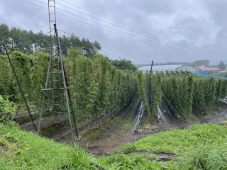 ホップ園の遠景写真