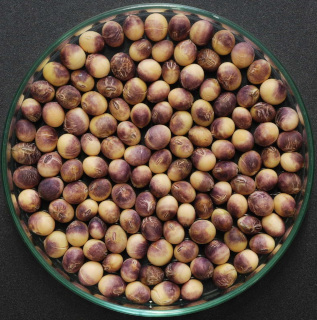 大豆の紫斑粒の写真