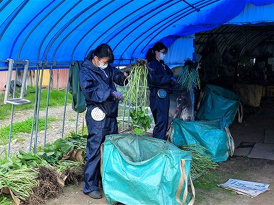 選別・調製作業体験