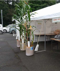 飼料用トウモロコシの実物展示の写真