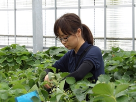 イチゴの手入れをしている様子の写真