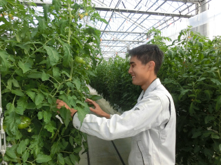 トマト越冬栽培の作業中の写真
