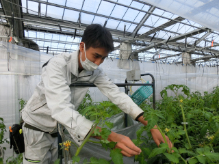 トマトの生育調査の様子の写真