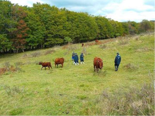 放牧牛の個体確認作業の様子の写真