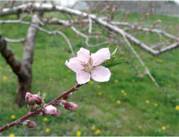 桃「大玉あかつき」の花の写真