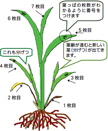 葉数の数え方のイメージ図