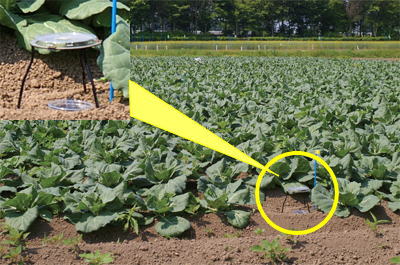 調査を行っているキャベツ畑の様子の写真