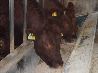 現場検定牛の肥育風景の写真