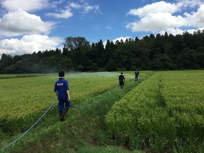 8月カメムシ防除