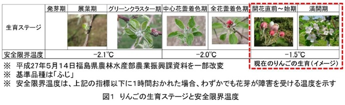 画面：図1　りんごの育成ステージと安全限界温度