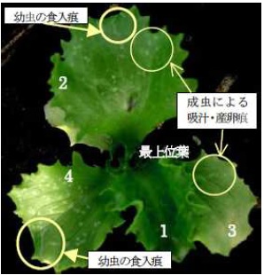 写真：幼虫の食入痕と成虫による吸汁・産卵痕