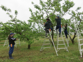 高い枝の実を摘果する農大生の写真