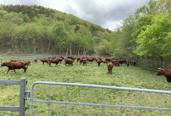 小石川放牧地での開牧の様子の写真