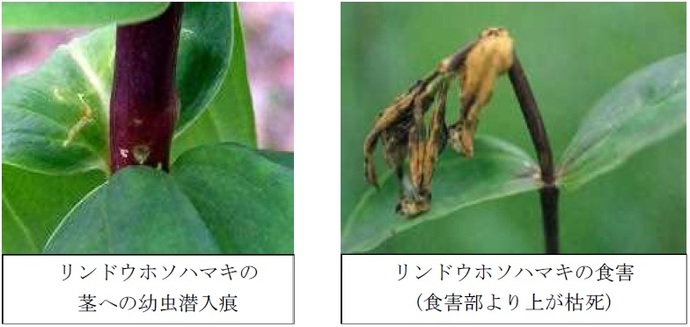 写真：リンドウホソハマキの茎への幼虫潜入痕、リンドウホソハマキの食害（食害部より上が枯死）