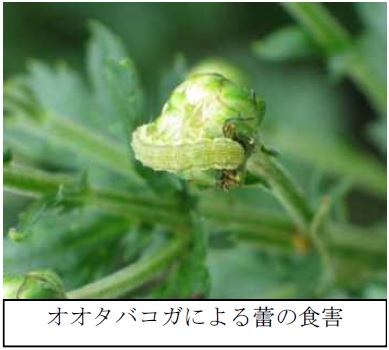 写真：オオタバコガによる蕾の食害