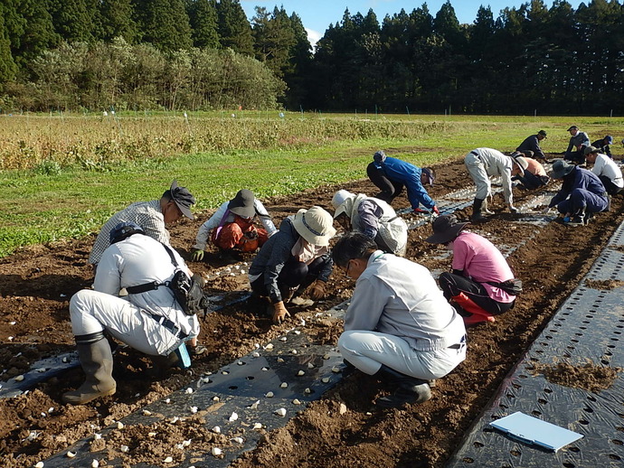 入門10月（2）にんにく植付