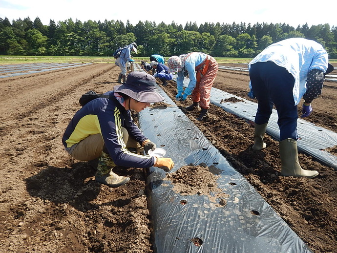 入門コース　写真（野菜5月　3）