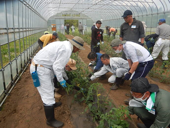 入門コース　写真（野菜5月　4）