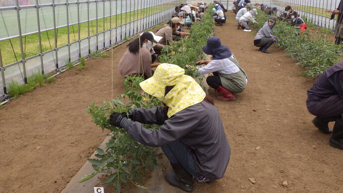 入門6月（1）トマト整枝