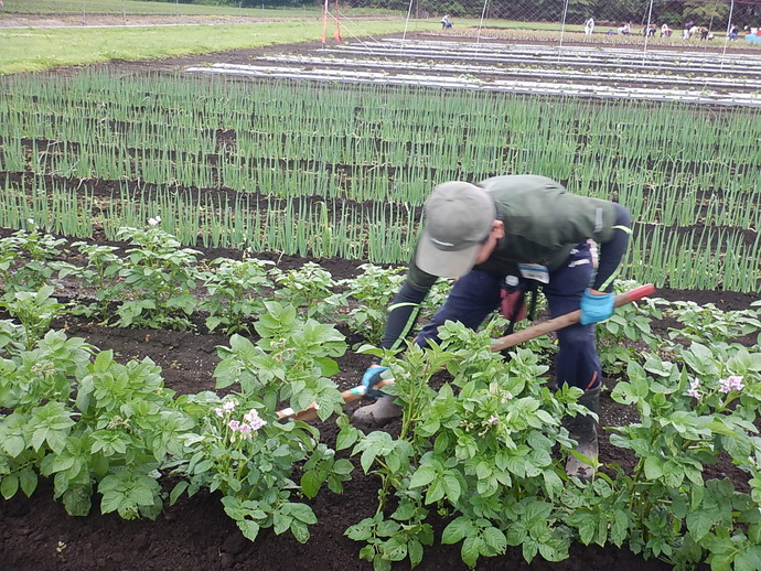 入門6月（3）ばれいしょ土寄せ