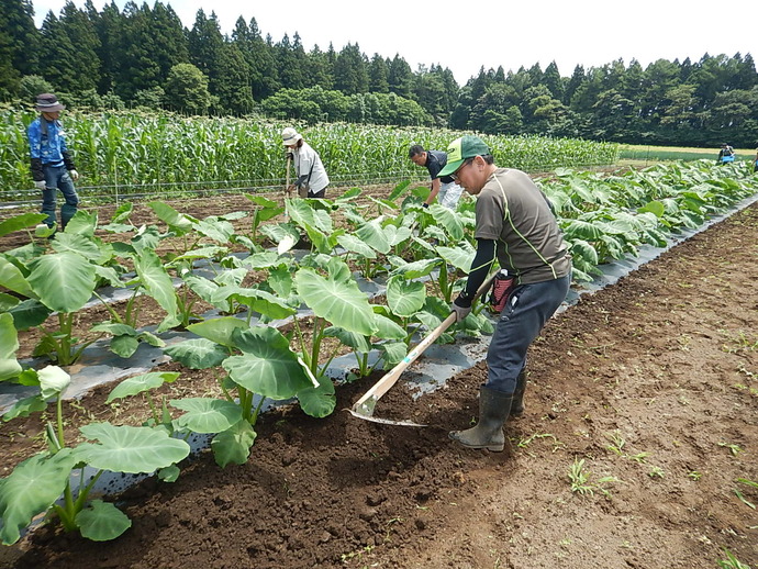 入門7月（1）さといも培土