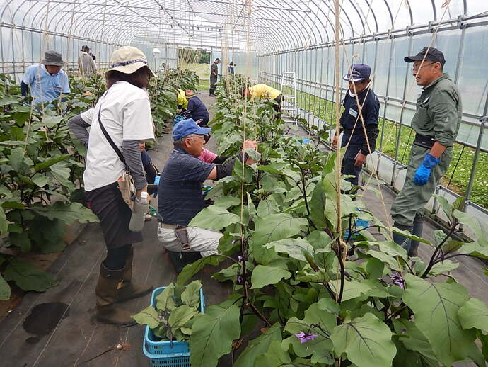 入門7月（3）なす整枝作業