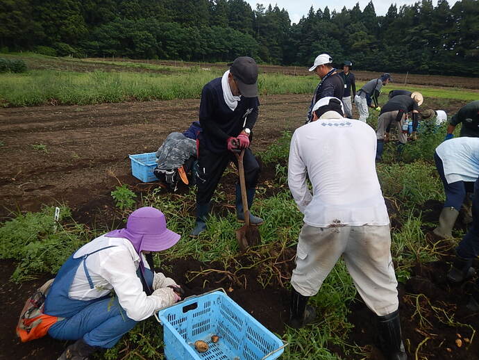 入門8月（2）ばれいしょ収穫