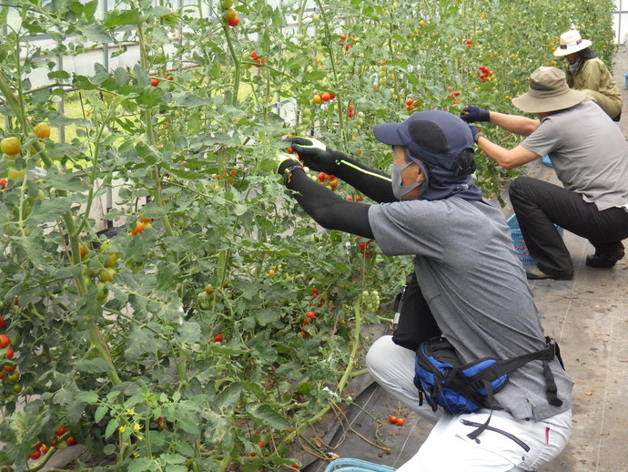 入門8月（4）ミニトマト収穫