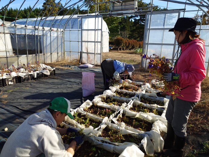 入門花き10月（1）りんどう