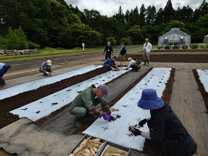 入門花き6月（2）ダリア定植