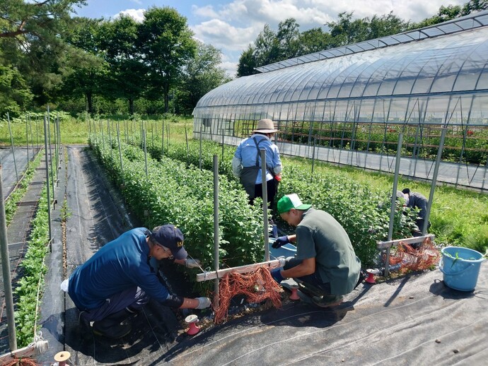 入門6月（4）小ぎく下葉かき