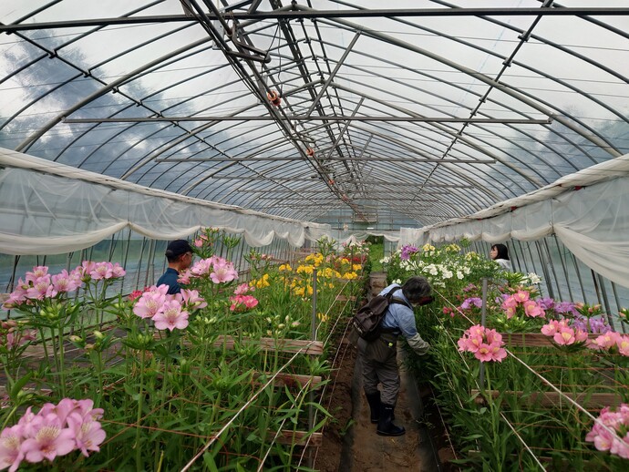 入門花き7月（1）アルス収穫