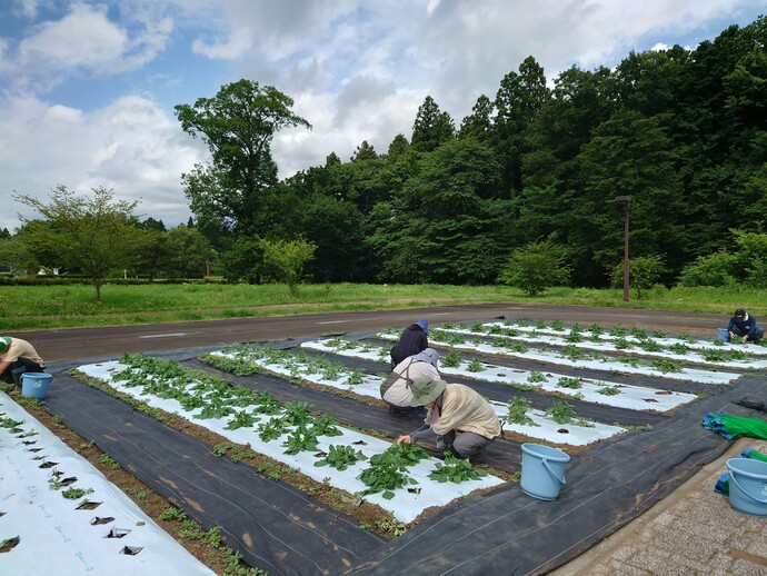 入門7月（2）ダリア摘芯