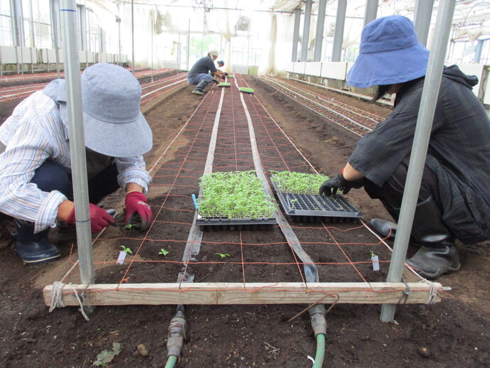 入門花き8月（3）ストック定植