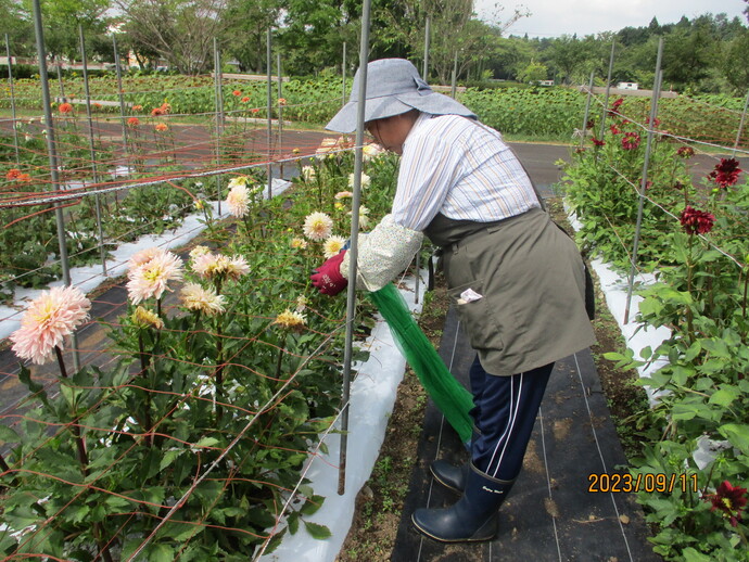 入門花き9月（3）ダリア収穫