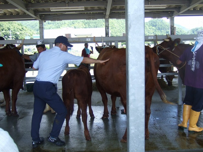 審査員が牛を審査している様子の写真