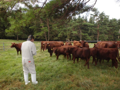 畜産研究所で購入する肥育素牛を選定する様子の写真