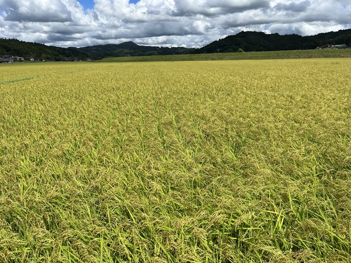 金色の風を栽培する圃場の写真