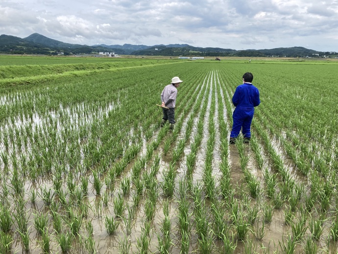 圃場巡回の様子