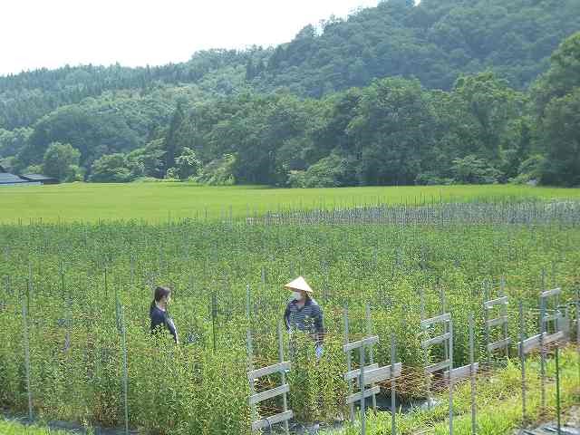 りんどうの圃場