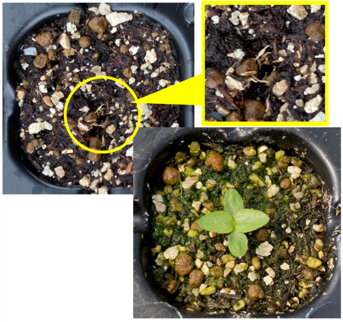 播種直後の種子と1か月後の苗