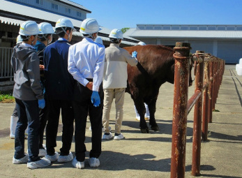 日本短角種種雄牛に触ってみる中学生の写真